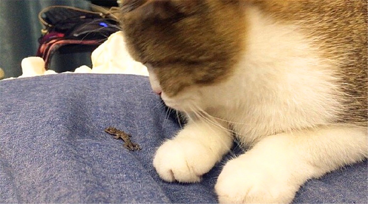 辟谣，猫咪也会被鱼刺卡喉咙，避免伤害只需做到：拒喂鱼骨