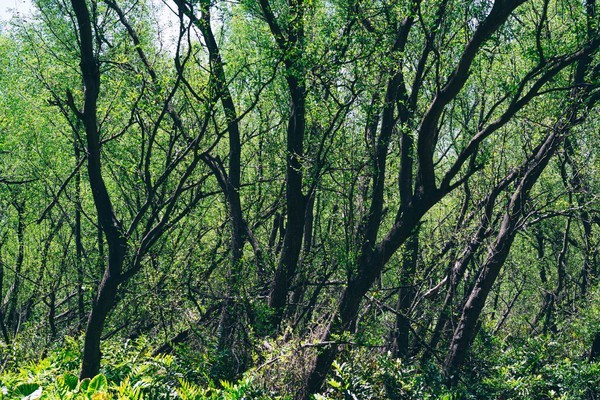 广州南沙最美风景区,南沙湾区超美风景线