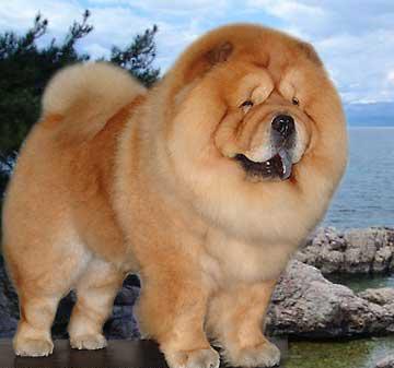 世界上一百种狗的图片,世界十种名贵狗