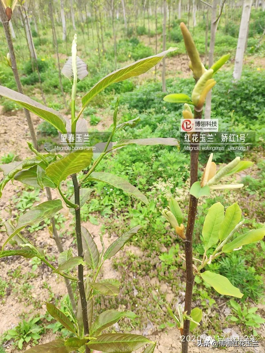 娇红一号玉兰真假识别,娇红一号玉兰和黄鸟玉兰区别