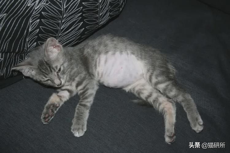 猫咪肚子圆鼓鼓，怎么区分是胖还是生病？