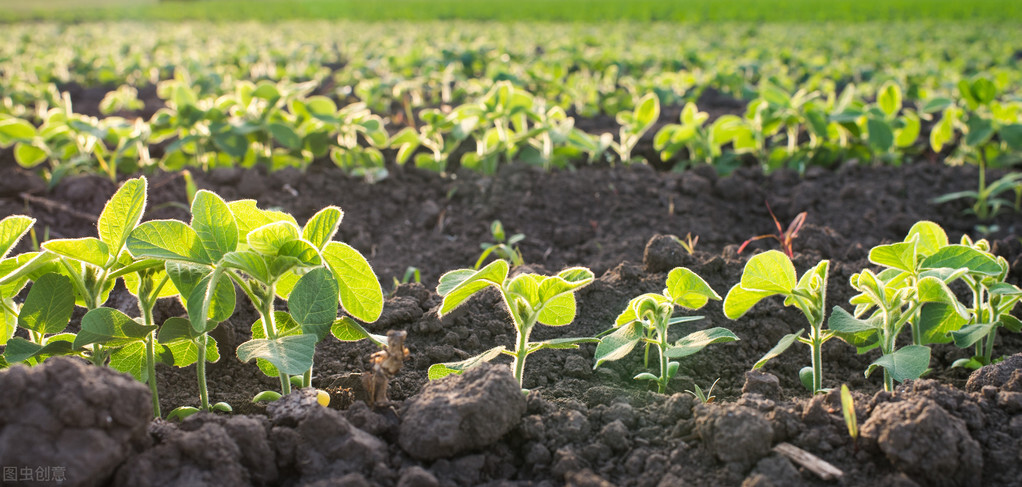 防野兔啃豆苗方法,种黄豆有兔子吃怎么办