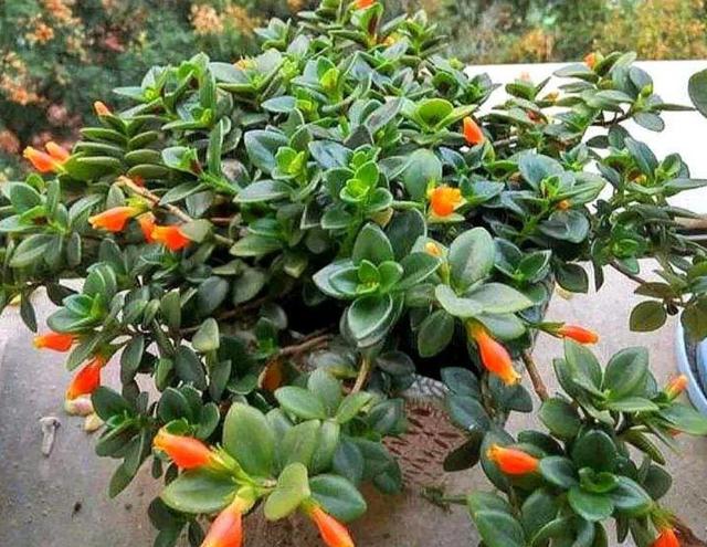 进入秋季该如何养护金鱼吊兰,盆栽金鱼吊兰的夏季养护