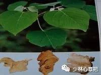 中药药材大全及功效,补肾中药大全及功效