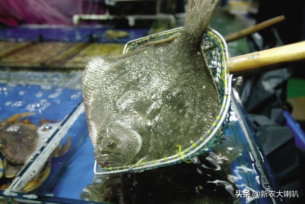 多宝鱼病怎么治疗,多宝鱼黑斑病怎么治疗