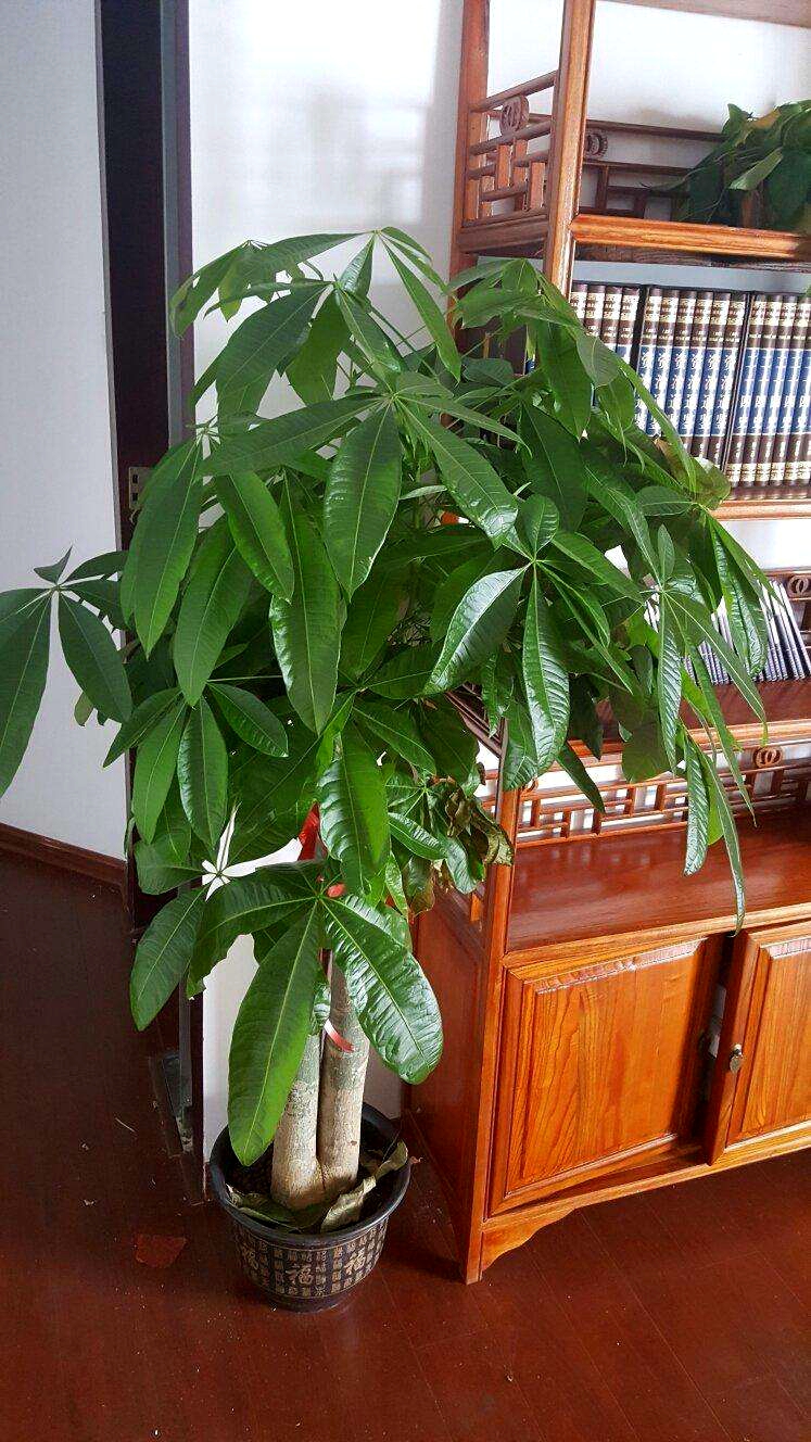 发财树爱光吗,发财树爱黄叶