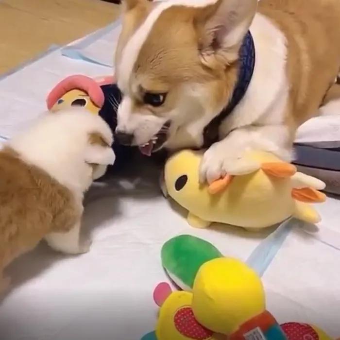 给狗拔牙视频金毛,金毛狗狗拔牙