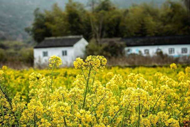 描写油菜花盛开的诗词,描写油菜花的诗词有哪些
