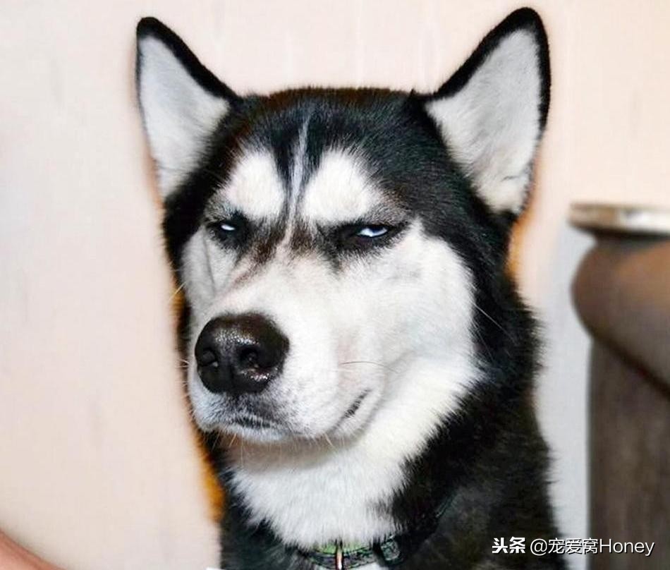 狗狗腹泻的4个预防方法是什么,狗狗腹泻便不成形状