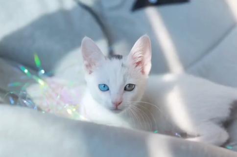 救助流浪猫被粘鼠胶,流浪猫粘鼠板救猫