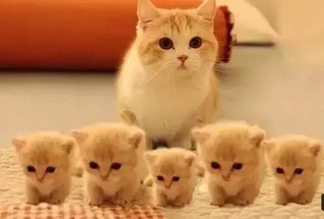 猫咪怀孕到生产注意事项,猫咪生产后应该怎么护理