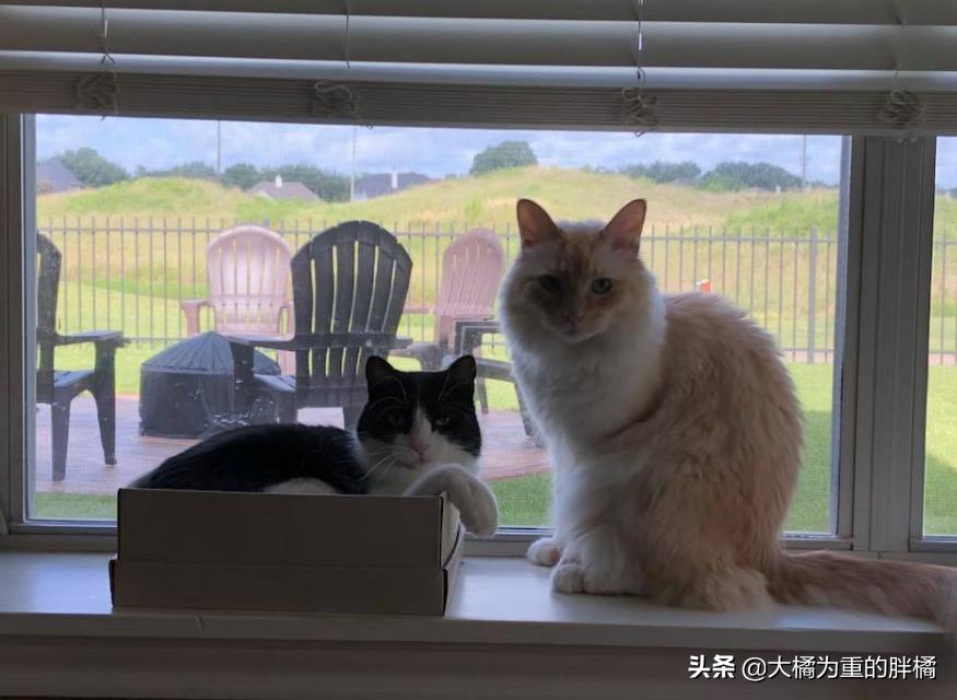 两只猫被收养后的幸福生活,两只流浪猫被收养后的幸福生活