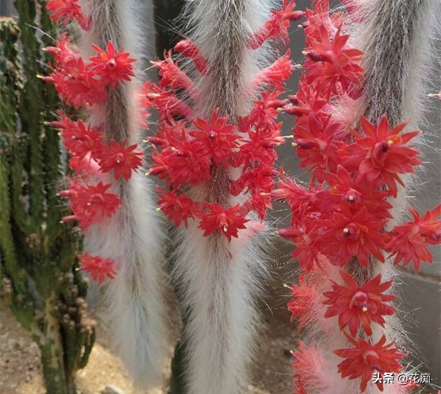 猴尾柱花苞的样子,猴尾柱开花品种大全