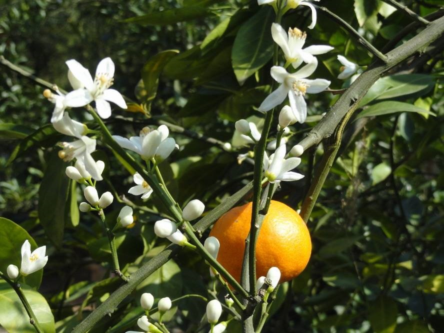 桔子树叶子发黄是什么病,盆栽桔子树叶子发黄怎么治疗