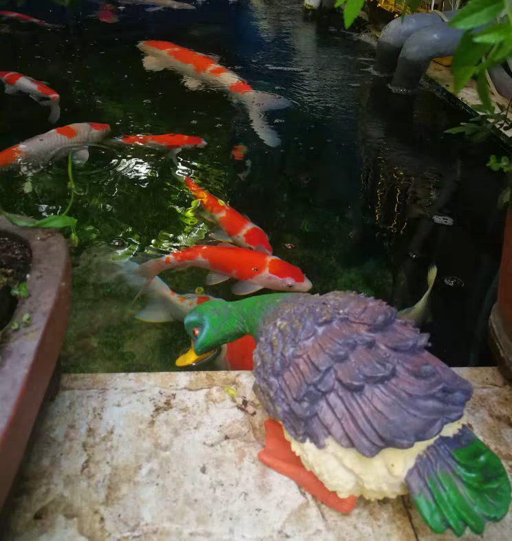 自建缸养锦鲤鱼视频,锦鲤趴鱼池怎么处理