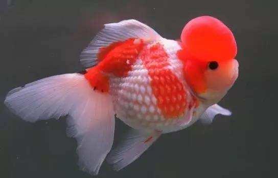 精品皮球珍珠金鱼图片,龙睛珍珠鳞金鱼