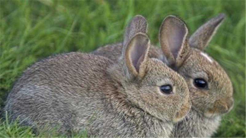 怎么养幼兔是最佳方法,养兔知识如何做好幼兔的饲养管理