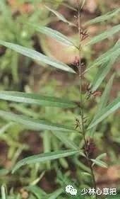 动物中药功效大全,中药药材大全及功效