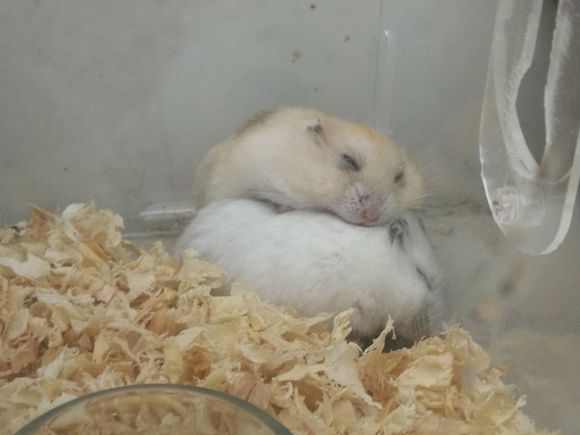 布丁仓鼠和三线仓鼠能合笼吗,买回来的仓鼠可以马上合笼吗