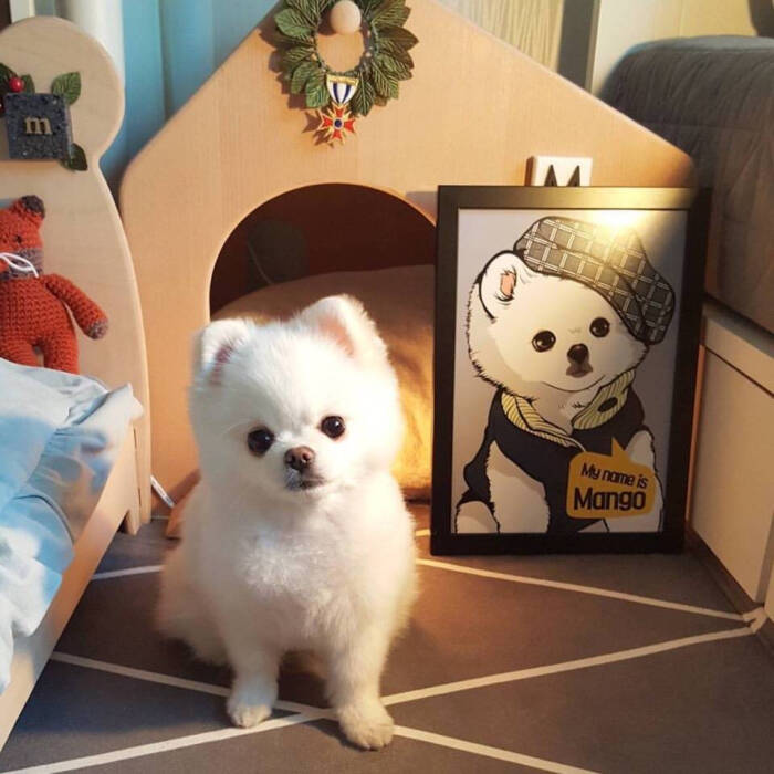 博美的肠胃好不好,博美肠胃不好吃什么药