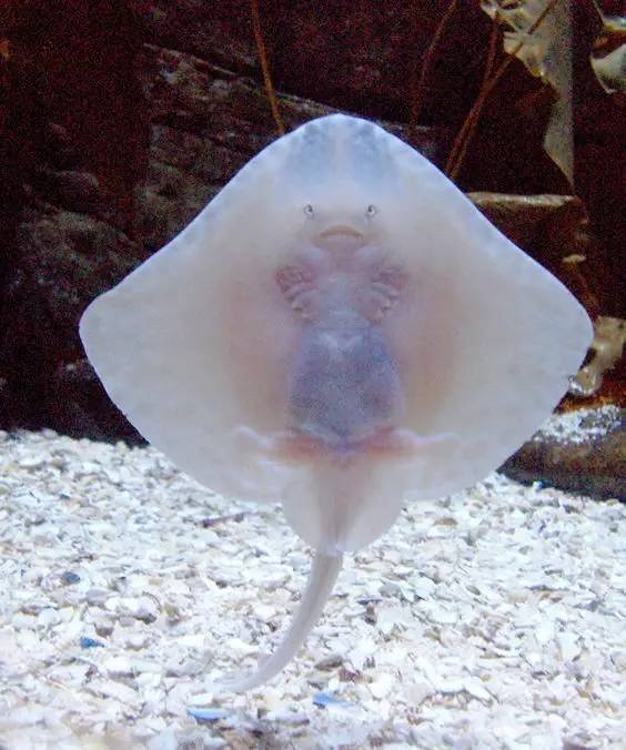 这100种动物你都认识吗,10种从未见过的动物