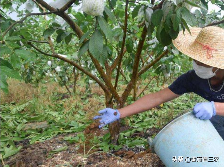 种植不久冬天番石榴出小果怎么办,番石榴膨果期管理技术