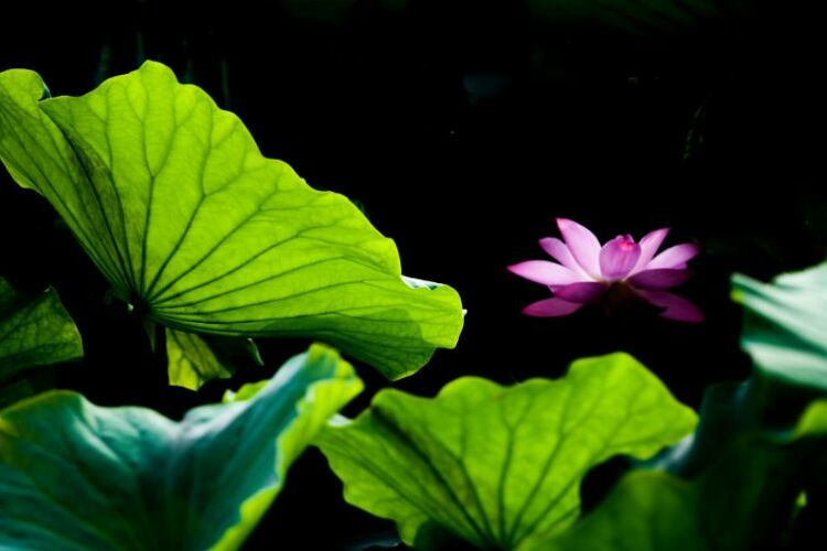 荷叶田田垂柳依依,荷叶田田杨柳依依