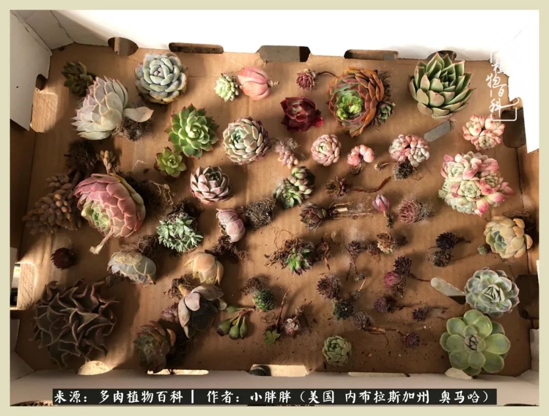 多肉小白入坑攻略,多肉中的鄙视链