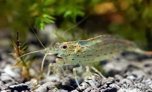 最高效的除藻工具虾,去除绿藻用什么虾