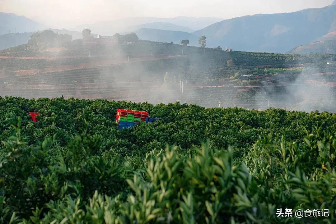 褚橙属于柑类吗,褚橙什么时间成熟