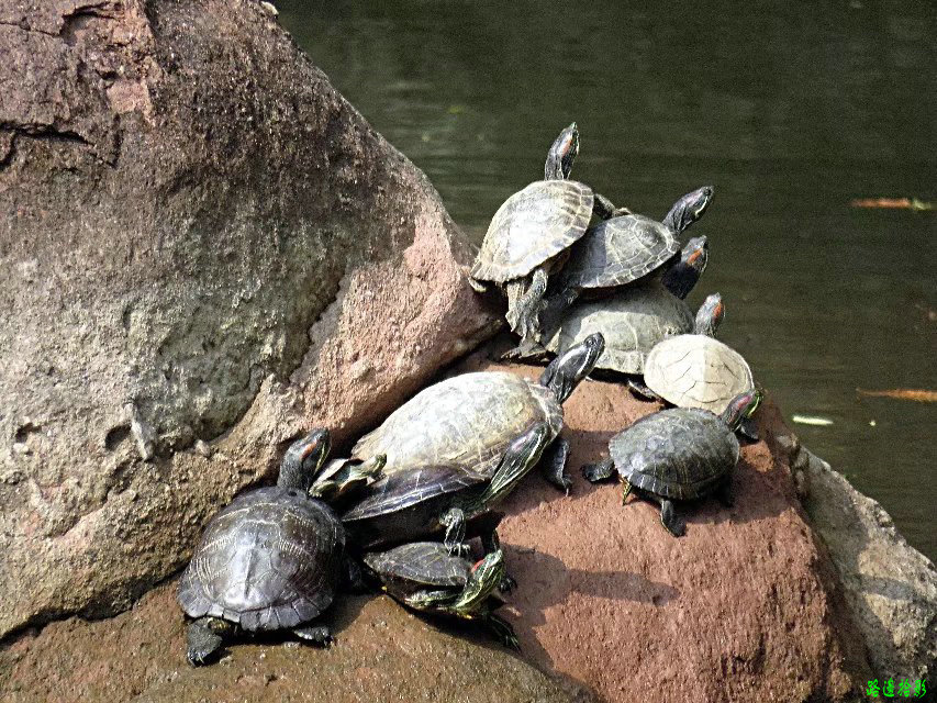 广州莲花山景点,岭南莲花山全景