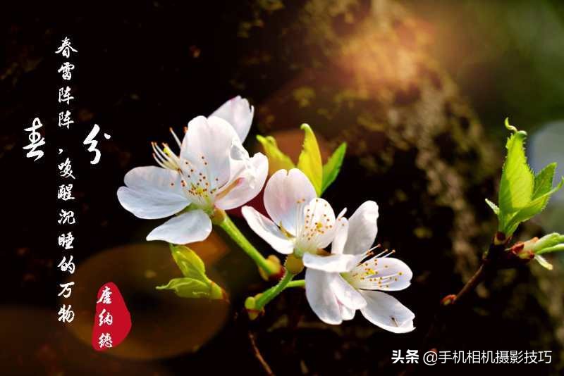 拍花小技巧怎样拍出好看的照片,如何拍花拍出意境