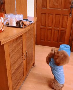 泰迪偷东西视频,泰迪的5个怪异行为