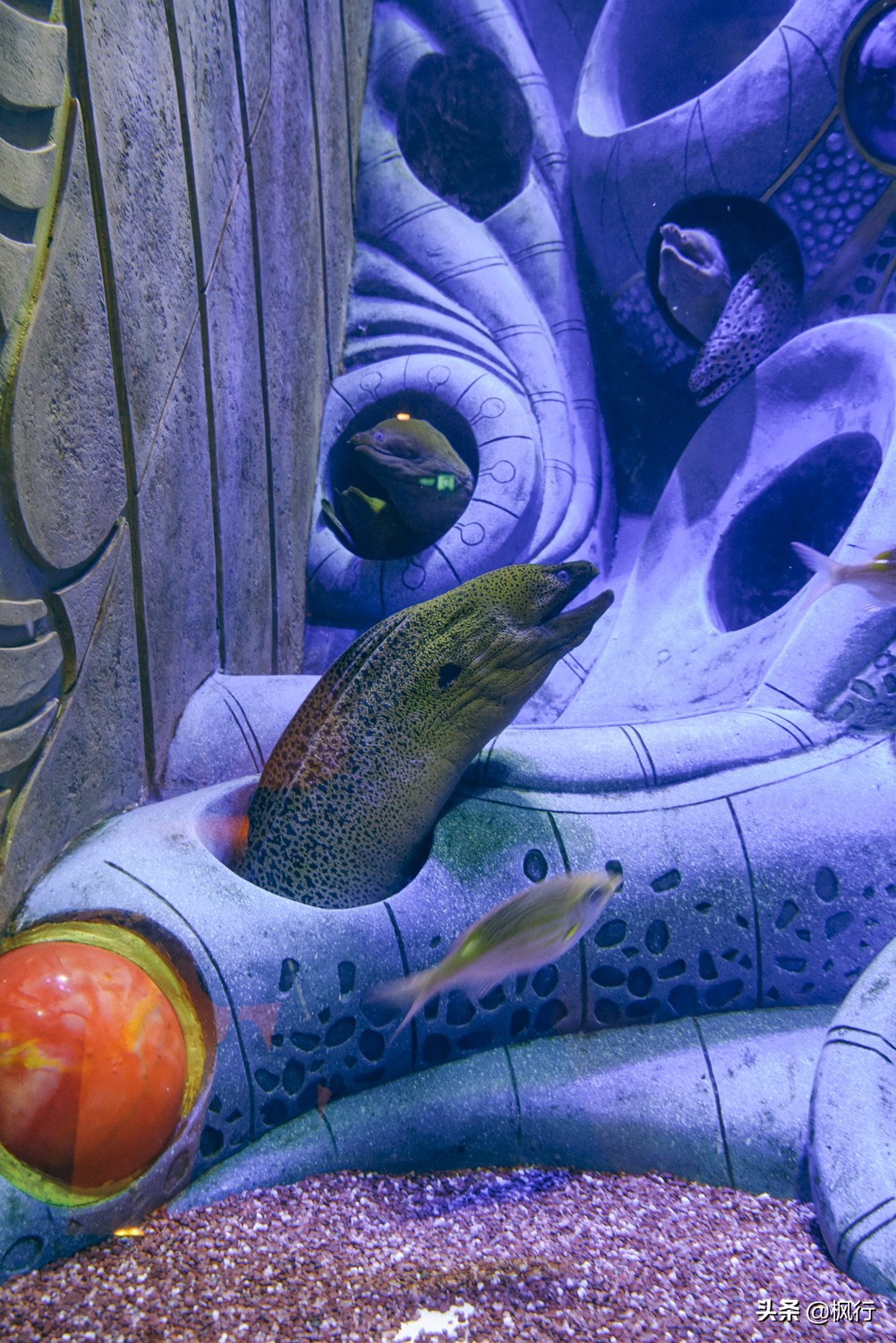 被猴子袭击，门票昂贵，拍照被轰，被我全程吐槽的三亚到底值不值