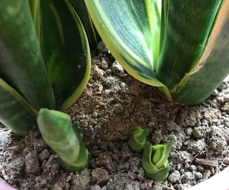 如何让虎皮兰生侧芽,如何让虎皮兰冒侧芽