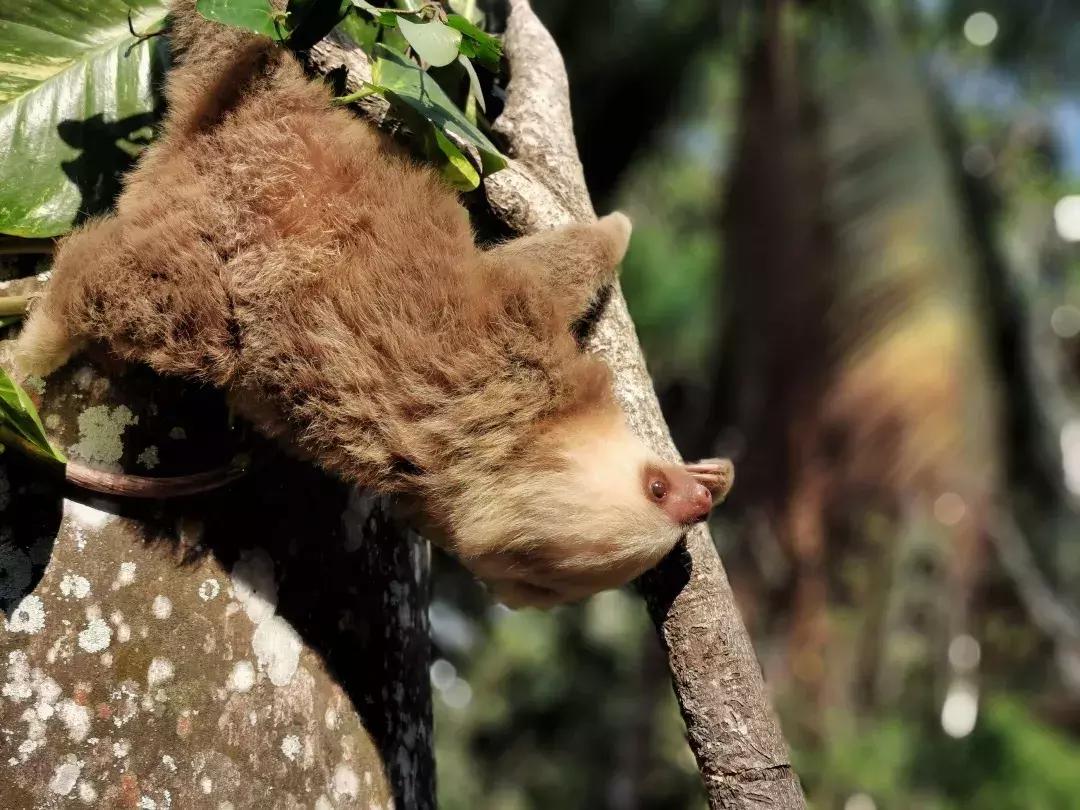 华为p30的镜头模组叫什么,华为p30镜头是蓝宝石的吗