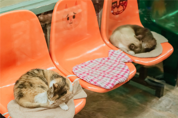 厦门旅游攻略两天两夜详细攻略,厦门旅游攻略一日游详细攻略