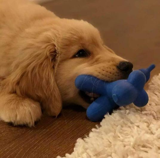金毛适合玩什么玩具,可以给幼犬金毛买什么玩具