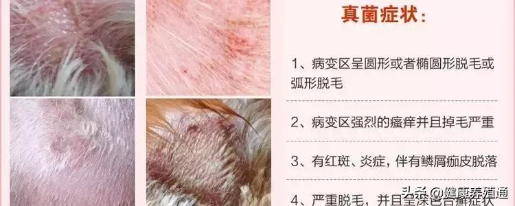 犬病综合预防方案,如何能预防与治疗宠物狗皮肤病