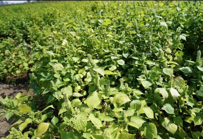 桦南紫苏种植基地在哪里,华南紫苏之乡