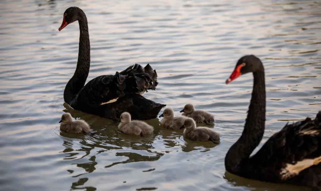 台儿庄适合1-2天短途旅游,趁着假期的闲暇去旅行