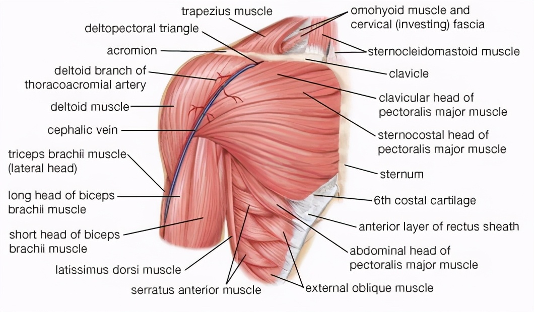 撸铁时关节响是什么原因,健身肩膀关节咔咔响还能继续练