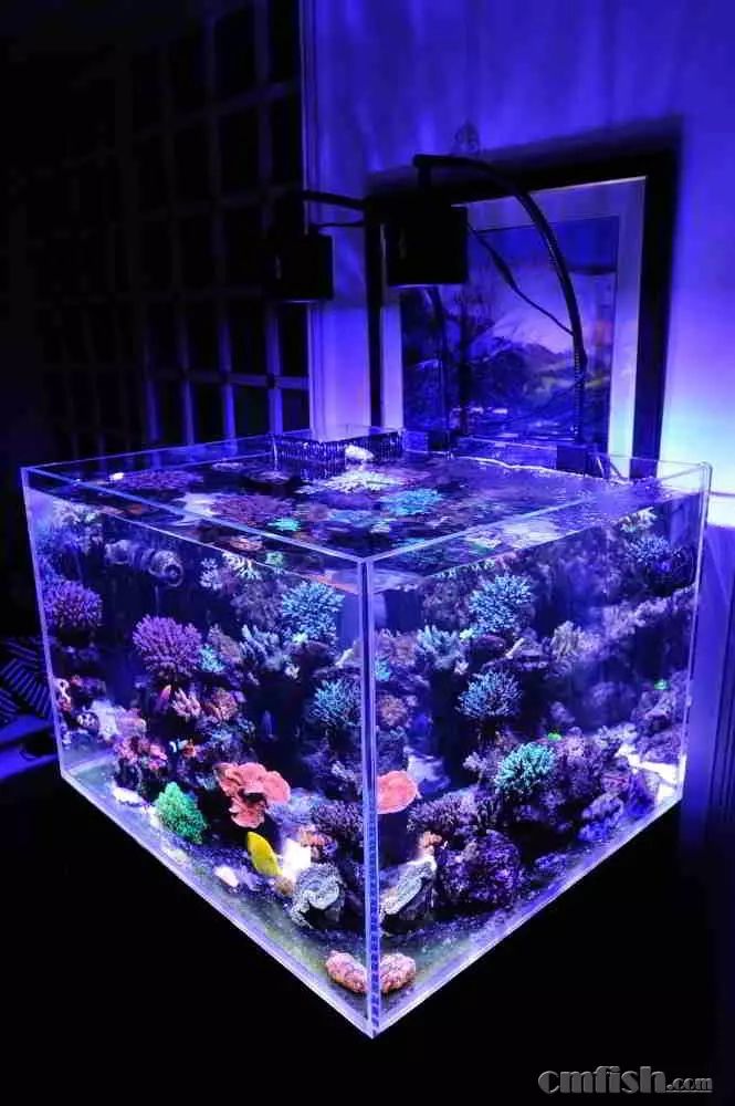 kelo海水灯,kelo灯测评