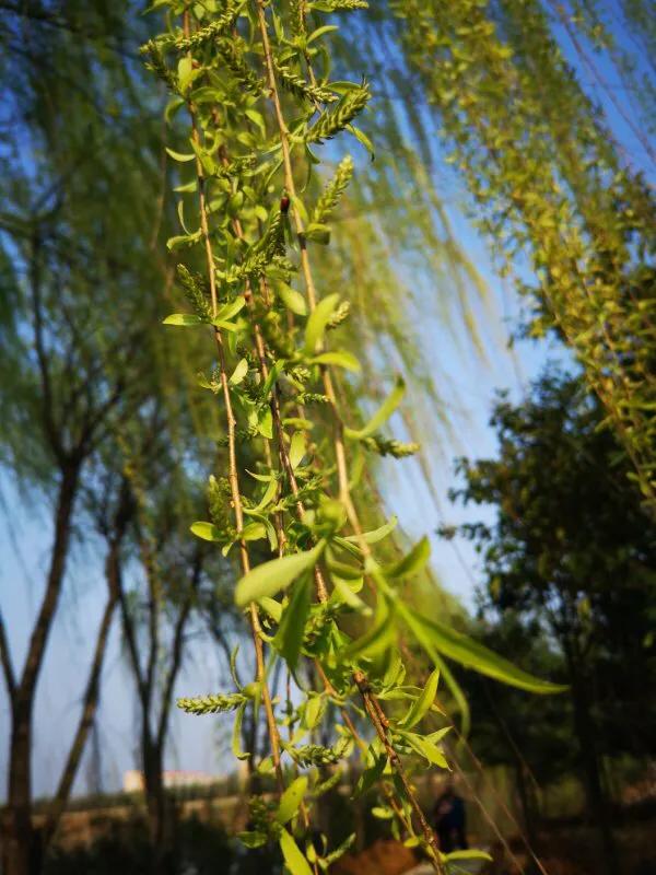 2022年世界手机摄影大赛征稿,手拍世界摄影网