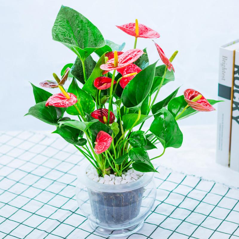 最适合懒人水培的植物,有哪些植物是水培的好看且易养