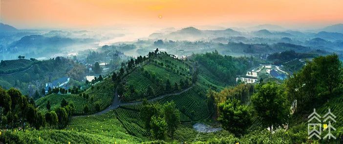 绿茶圈“C位出道”的明星选手！天目湖白茶好在哪里？