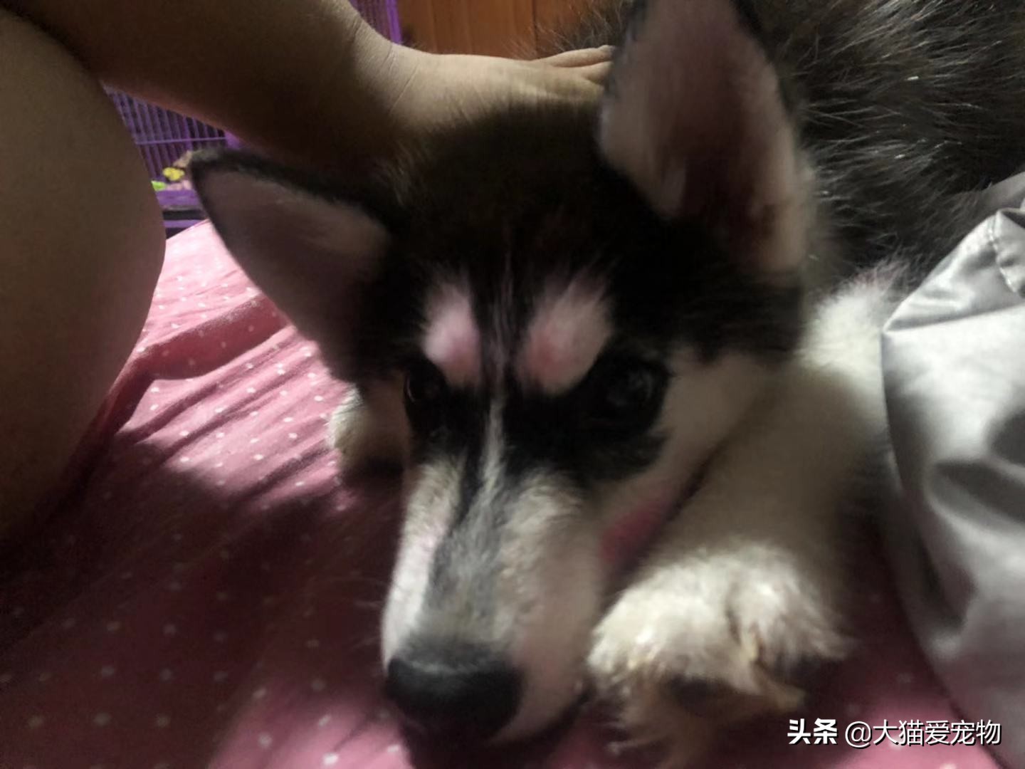 哈士奇冷门小知识,哈士奇知识大全