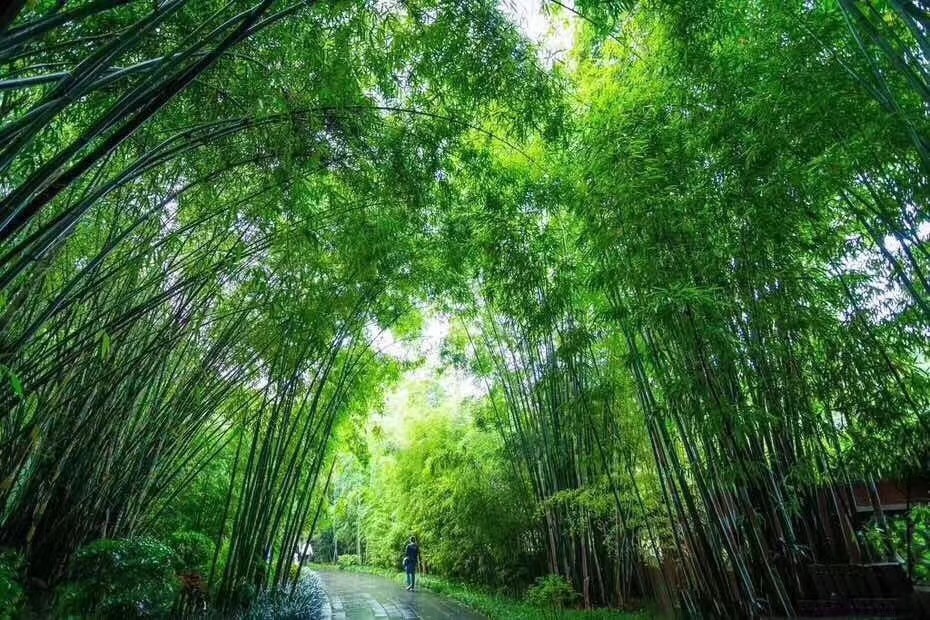 绿韵泉竹酒图片,绿韵泉竹酒是什么酒