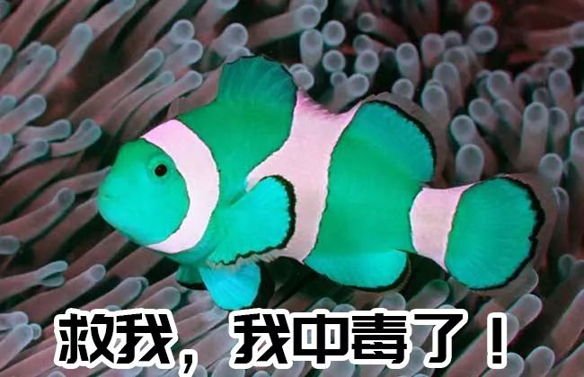 初次下海的萌新请注意，你的鱼为什么总是死！