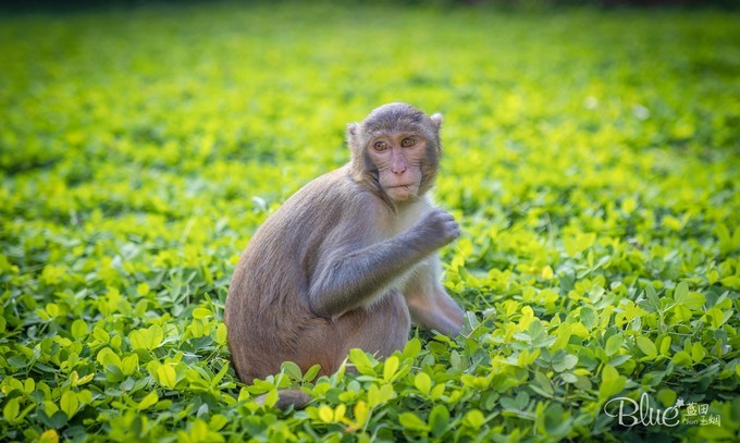 南湾岛猴王,海南南湾猴岛的猴王争夺战